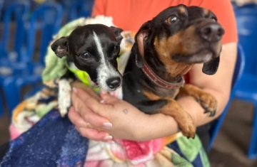 CastraPet beneficiou 15,8 mil animais do Litoral e RMC; confira agenda de novembro
